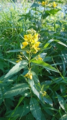 Lysimachia vulgaris