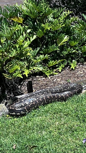 Coastal Carpet Python sighting