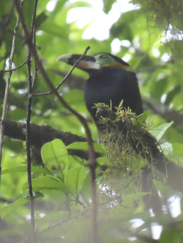 Gould's Toucanet
