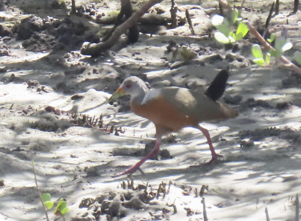 Little Wood-rail