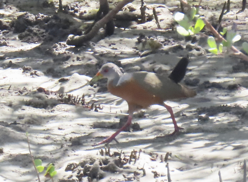 Little Wood-rail