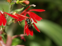 Ceratina eximia
