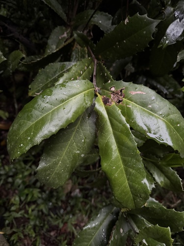 Image of Glenugie Karaka (Corynocarpus rupestris) by (c) Caleb Catto, some rights reserved (CC BY)