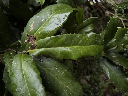 Image of Corynocarpus rupestris by (c) Caleb Catto, some rights reserved (CC BY)