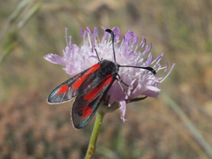 Zygaena sarpedon