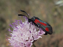 Zygaena sarpedon