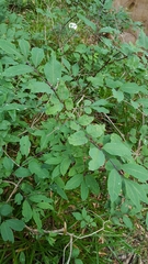 Lonicera nigra