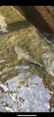 Cyprinus carpio carpio