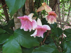Bignonia potosina