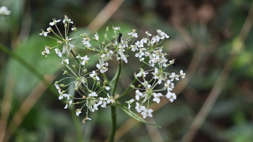Nothosmyrnium japonicum iNat (1)