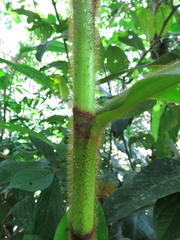 Costus allenii