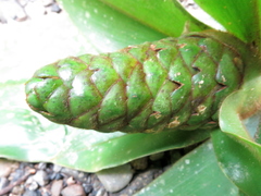 Costus allenii