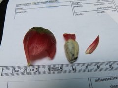 Costus allenii