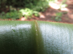 Costus allenii