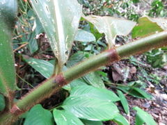 Costus allenii