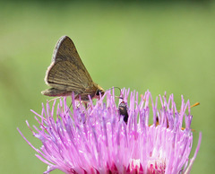 Polites themistocles