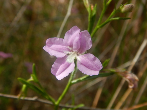 Coopernookia barbata (Coopernookia barbata)