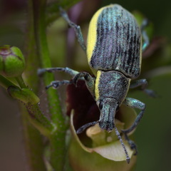 Chlorophanus viridis