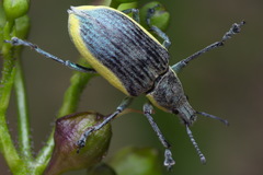 Chlorophanus viridis