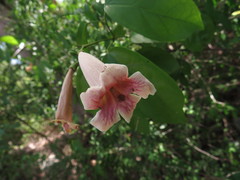Bignonia potosina
