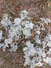 Eryngium maritimum