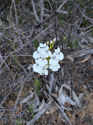 Image of Woodbridge Poison (Isotoma hypocrateriformis) by no rights reserved