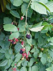 Rubus
