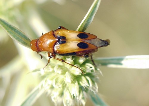 Macrosiagon bimaculata