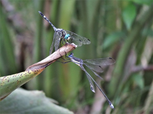 Great Spreadwing (Archilestes grandis), a species recorded in Utah