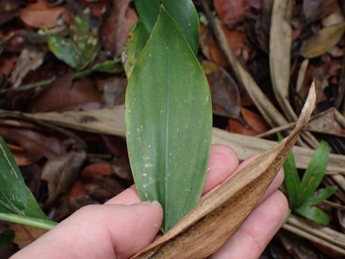 Image of Leptaspis zeylanica by (c) Louis Aureglia, some rights reserved (CC BY)