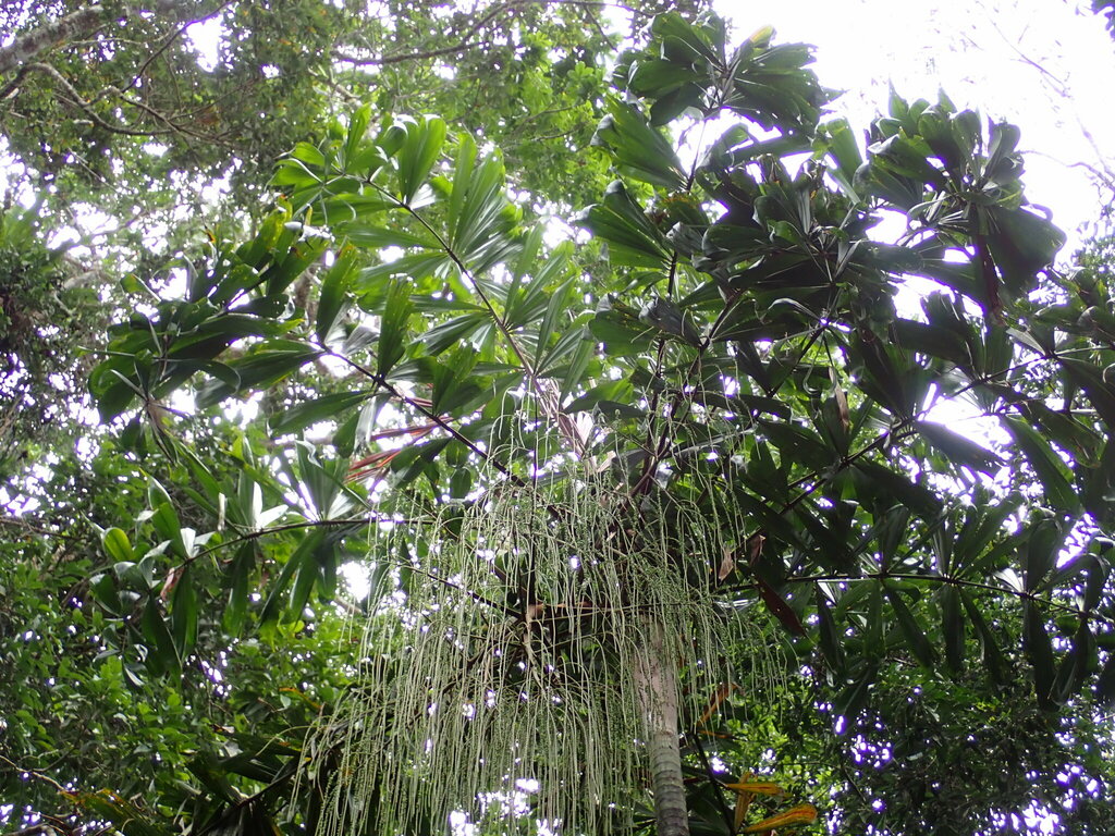Cau tua – Dypsis pinnatifrons