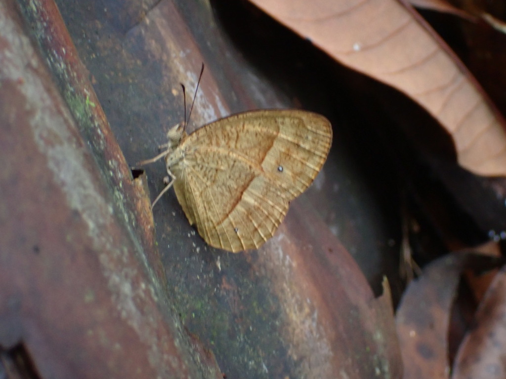 Heteropsis menamenoides