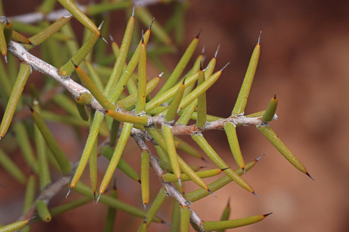 Image of Acacia nyssophylla by no rights reserved