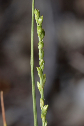 Image of Setaria constricta by no rights reserved