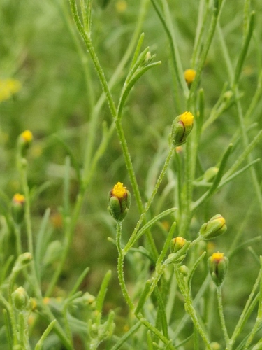 Schkuhria pinnata iNat (2)