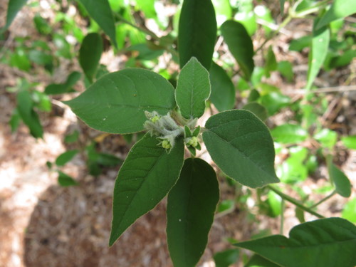 Croton sutup