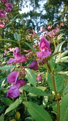 Impatiens glandulifera