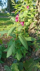 Impatiens glandulifera