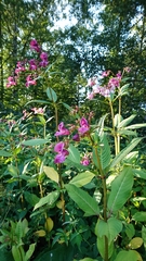 Impatiens glandulifera