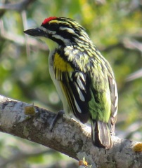 Pogoniulus pusillus pusillus