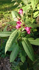 Impatiens glandulifera