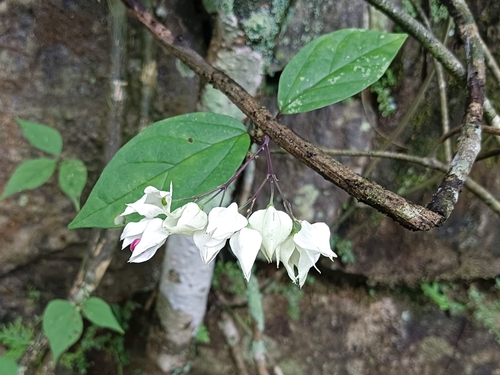 Clerodendrum thomsoniae