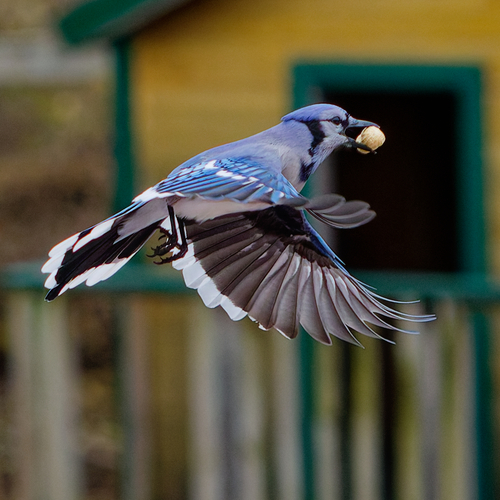 Blue Jay photographed in Wisconsin