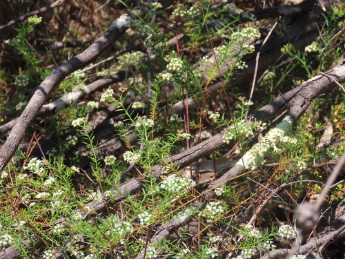 Image of heath platysace by (c) ian_mcallan, some rights reserved (CC BY)