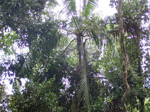 Image of Dypsis leptocheilos by (c) Louis Aureglia, some rights reserved (CC BY)