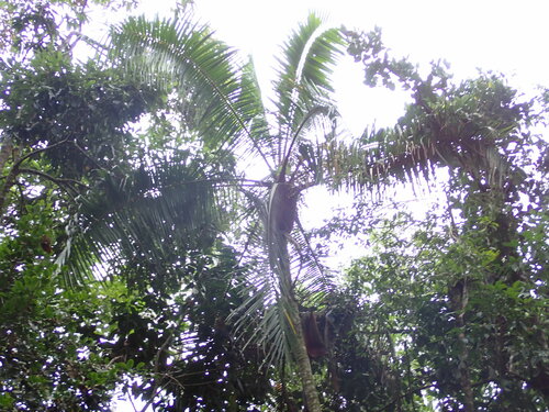 Image of Dypsis leptocheilos by (c) Louis Aureglia, some rights reserved (CC BY)