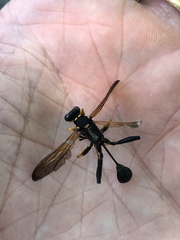 Sceliphron caementarium