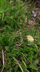 Carex curvula