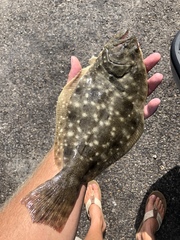 Paralichthys lethostigma