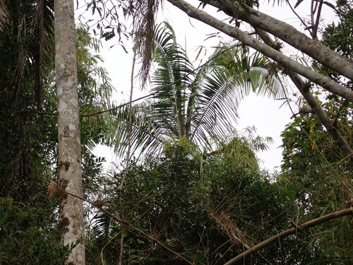 Image of Dypsis leptocheilos by (c) Louis Aureglia, some rights reserved (CC BY)
